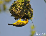 Ruppells Weaver (Ploceus galbula)