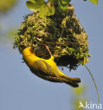 Ruppells Weaver (Ploceus galbula)