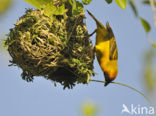 Ruppells Weaver (Ploceus galbula)