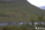 Rush (Juncus spec.)