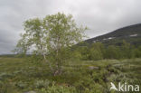 Ruwe berk (Betula pendula)