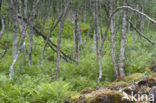 Ruwe berk (Betula pendula)