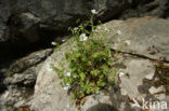 Saxifraga petraea