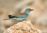 European Roller (Coracias garrulus) 