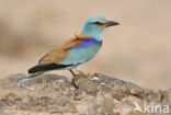 European Roller (Coracias garrulus) 