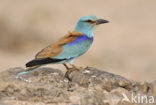 Scharrelaar (Coracias garrulus) 