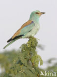 Scharrelaar (Coracias garrulus) 