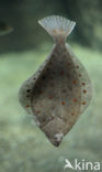 Plaice (Pleuronectes platessa)