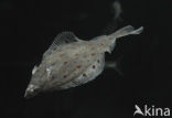 Plaice (Pleuronectes platessa)
