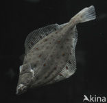 Plaice (Pleuronectes platessa)