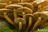 Schubbige bundelzwam (Pholiota squarrosa)