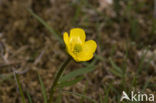 snow buttercup (Ranunculus nivalis)