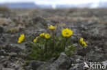 Sneeuwboterbloem (Ranunculus nivalis)