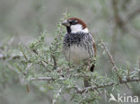 Spanish Sparrow (Passer hispaniolensis)