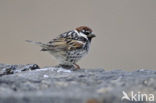 Spanish Sparrow (Passer hispaniolensis)