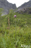 Meadow Thistle (Cirsium dissectum)