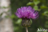 Meadow Thistle (Cirsium dissectum)