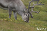 Spitsbergen Rendier (Rangifer tarandus platyrhynchus)