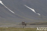 Spitsbergen Rendier (Rangifer tarandus platyrhynchus)