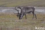 Svalbard Reindeer (Rangifer tarandus platyrhynchus)