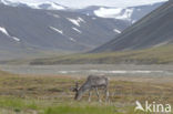 Svalbard Reindeer (Rangifer tarandus platyrhynchus)