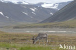 Spitsbergen Rendier (Rangifer tarandus platyrhynchus)