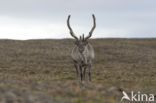 Spitsbergen Rendier (Rangifer tarandus platyrhynchus)