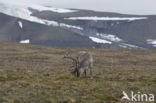 Spitsbergen Rendier (Rangifer tarandus platyrhynchus)