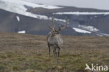 Spitsbergen Rendier (Rangifer tarandus platyrhynchus)