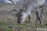 Spitsbergen Rendier (Rangifer tarandus platyrhynchus)