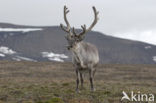 Spitsbergen Rendier (Rangifer tarandus platyrhynchus)