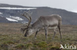 Spitsbergen Rendier (Rangifer tarandus platyrhynchus)