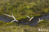 Spitsbergen Rendier (Rangifer tarandus platyrhynchus)