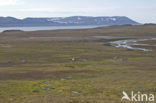 Spitsbergen Rendier (Rangifer tarandus platyrhynchus)