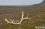 Spitsbergen Rendier (Rangifer tarandus platyrhynchus)