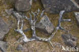 Spitsbergen Rendier (Rangifer tarandus platyrhynchus)