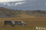 Spitsbergen Rendier (Rangifer tarandus platyrhynchus)