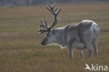 Spitsbergen Rendier (Rangifer tarandus platyrhynchus)