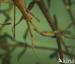 Waterstick insect 
