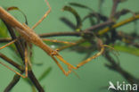 Waterstick insect 