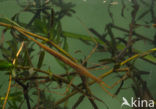 Waterstick insect 