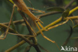 Waterstick insect 