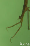 Waterstick insect 