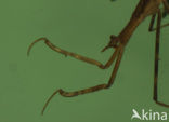 Waterstick insect 