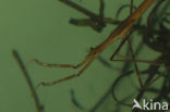 Waterstick insect 