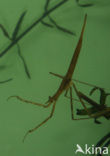 Waterstick insect 