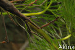 Waterstick insect 
