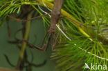 Waterstick insect 
