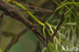 Waterstick insect 