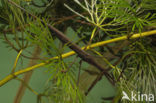Waterstick insect 
